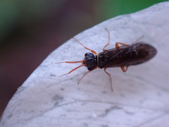 Xyelidae