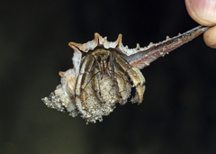 Coenobita