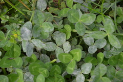 Erysiphe trifoliorum