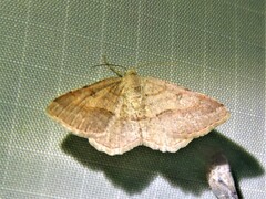 Digrammia gnophosaria