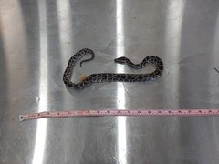 Python bivittatus