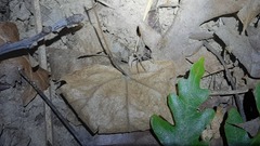 Pisaura
