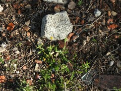 Biserrula pelecinus