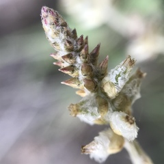 Froelichia arizonica