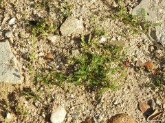 Biserrula pelecinus