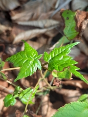 Viburnum acerifolium