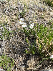 Penstemon albidus