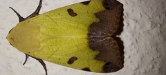Ophiusa