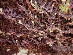 Douinia ovata