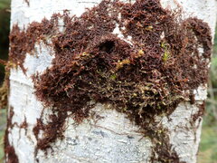 Douinia ovata