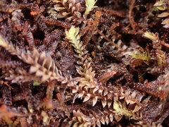 Douinia ovata