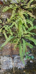 Asplenium trichomanes