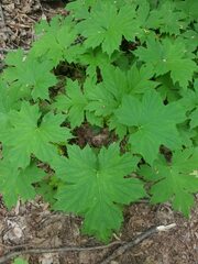 Hydrophyllum canadense