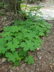 Hydrophyllum canadense