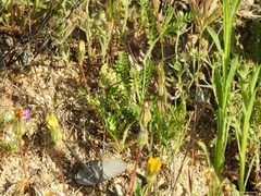 Biserrula pelecinus