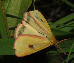 Diacrisia sannio