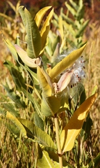 Asclepias speciosa