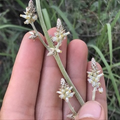 Froelichia arizonica