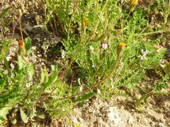 Biserrula pelecinus
