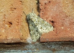 Polymixis flavicincta