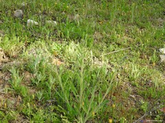 Biserrula pelecinus