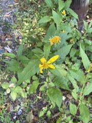 Helianthus strumosus