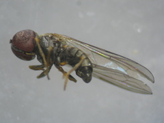 Pipunculidae
