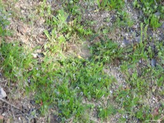 Biserrula pelecinus