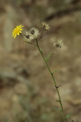 Hieracium sabaudum
