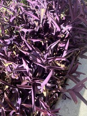 Tradescantia pallida