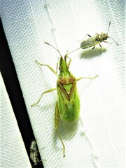 Harmostes reflexulus