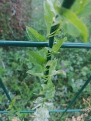 Convolvulus arvensis