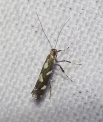 Calybites phasianipennella