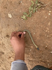 Thamnophis cyrtopsis cyrtopsis