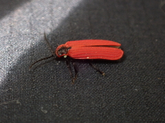 Dictyoptera aurora