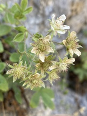 Potentilla caulescens