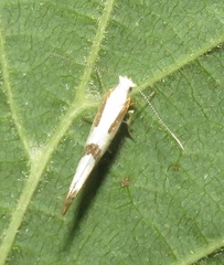 Argyresthia