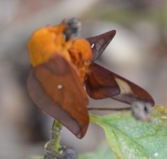 Anisota virginiensis