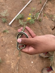 Thamnophis cyrtopsis cyrtopsis
