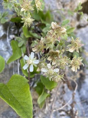 Potentilla caulescens