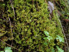 Stereodon subimponens