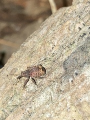 Conotrachelus posticatus