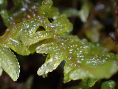 Stereodon subimponens