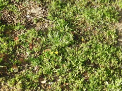 Plantago coronopus