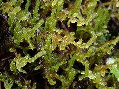 Stereodon subimponens