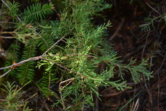 Juniperus scopulorum