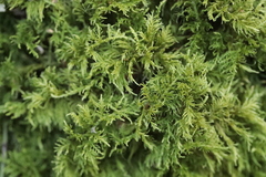 Thuidium tamariscinum