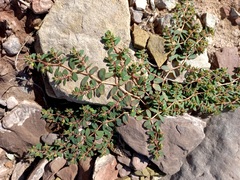 Euphorbia humifusa