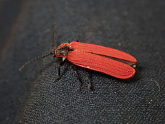 Dictyoptera aurora