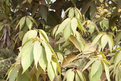 Actinodaphne hookeri